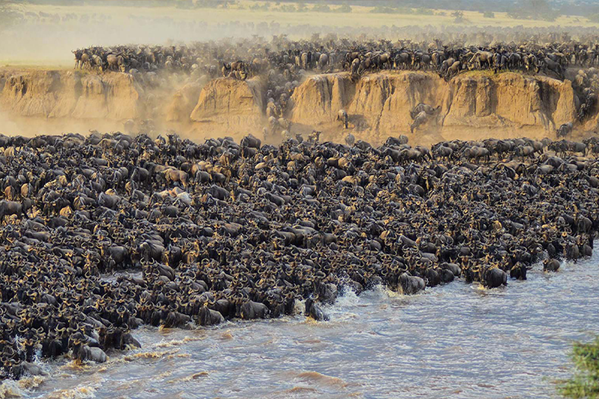 Serengeti-migration
